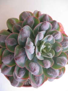 Echeveria 'Raindrops' (Rancho Tissue Technologies)