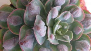 Succulents And Miniatures  Offer Variety And Easy Growing