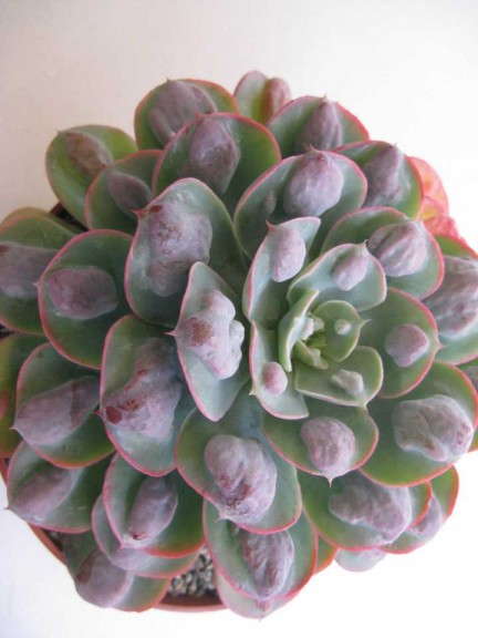 Echeveria 'Raindrops' (Rancho Tissue Technologies)