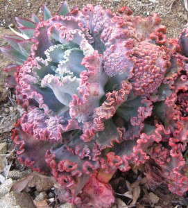 Echeveria 'Ruffled Red' (Rancho Tissue Technologies)