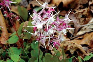 Epimedium 'Rose Queen'