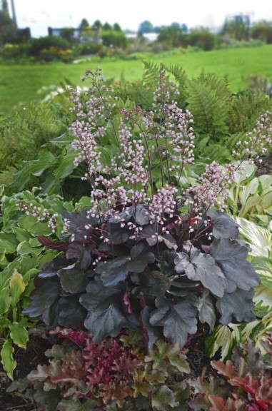 3. Heuchera DOLCE® Brazen Raisin™  Proven Winners