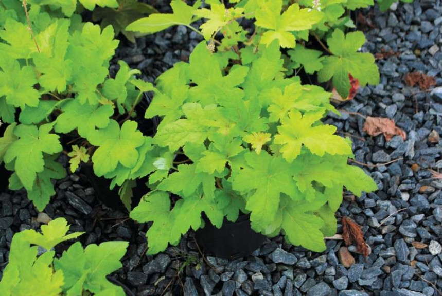 Heucherella 'Sunrise Falls'