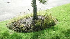 Syngenta Launches Two New Fungicides For The Ornamental Market