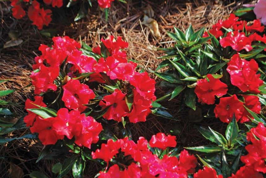 New Guinea Impatiens 'Ruffles Red'