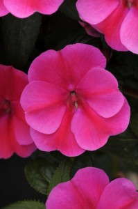 Impatiens 'Bounce Pink Flame'