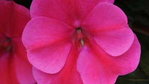 First Vegetatively Propagated All-America Selections (AAS) Winners Announced