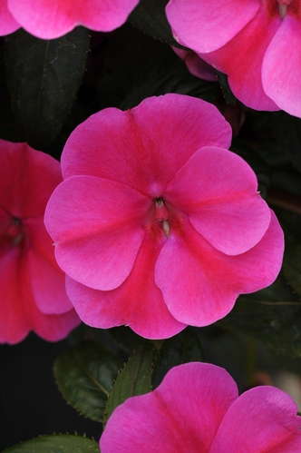 Impatiens 'Bounce Pink Flame'