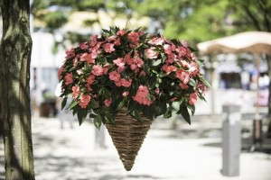 Impatiens 'SunPatiens Spreading Shell Pink'