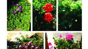 Millennials Rank Gardening Among Top 5 Leisure Activities