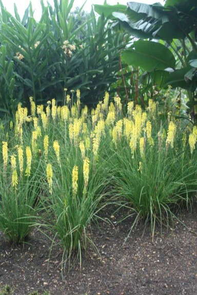 Knifophia 'Rockette Yellow'