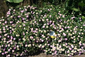 Lantana 'Lucky Lavender'