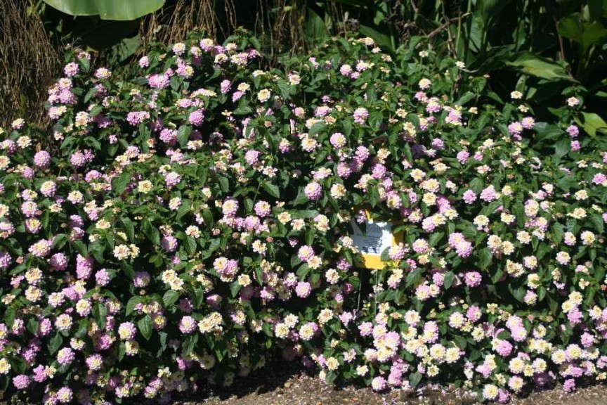 Lantana 'Lucky Lavender'
