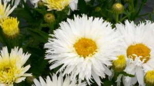 Terra Nova Nurseries Introduces New Leucanthemum Variety