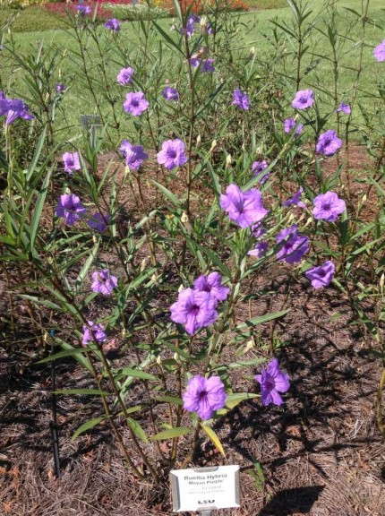 Ruellia 'Mayan Purple' 