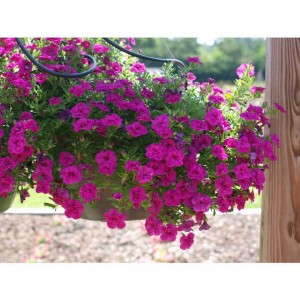 Calibrachoa 'MiniFamous Double Purple'