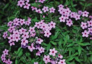 Otomeria 'O'premiera Pink'