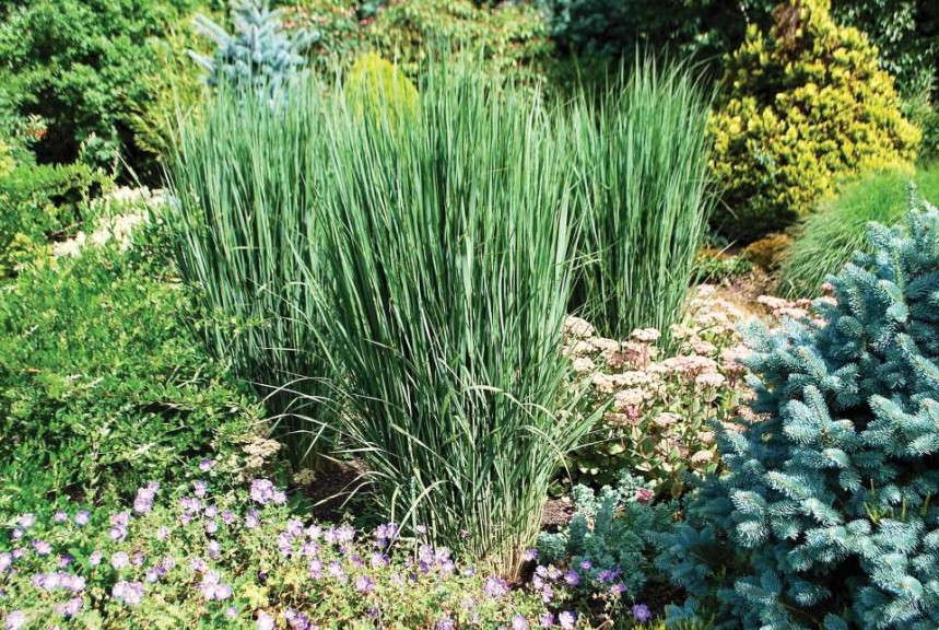 Panicum 'Northwind Blooms'