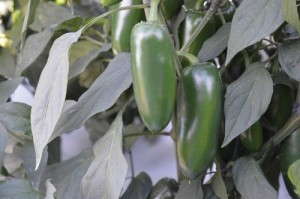 Pepper 'Emerald Fire'