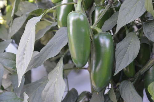 Pepper 'Emerald Fire'