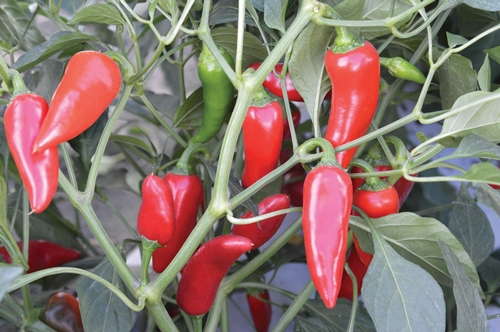 Pepper 'Flaming Flare'