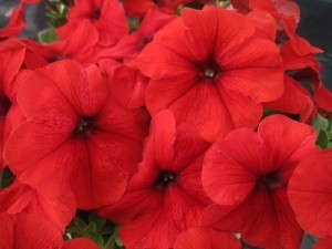 Petunia 'Trilogy Red'