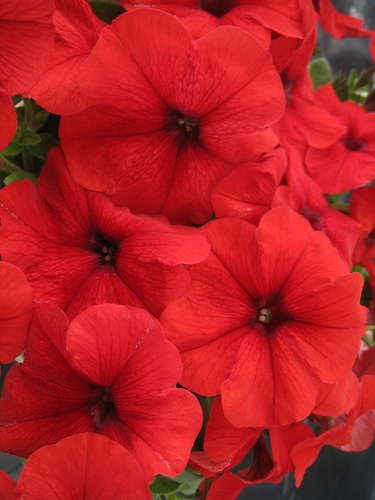 Petunia 'Trilogy Red'