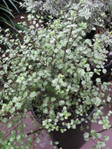 Pittosporum 'Silver Sheen' (Rancho Tissue Technologies)