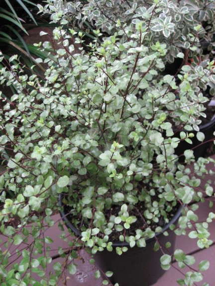 Pittosporum 'Silver Sheen' (Rancho Tissue Technologies)