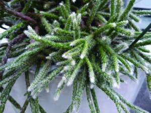 Rhipsalis pilocarpa (D.S. Cole Growers)