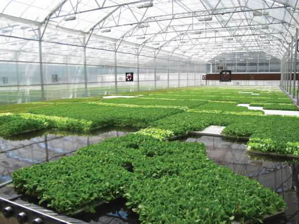 Arugula Growing In A BrightFarms Greenhouse