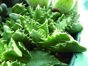 Faucaria tuberculosa (D.S. Cole Growers)