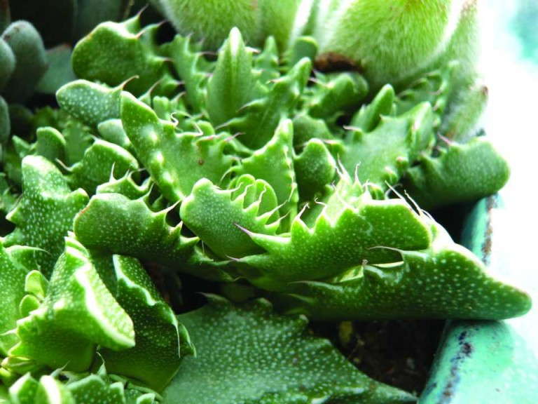 Faucaria tuberculosa (D.S. Cole Growers)