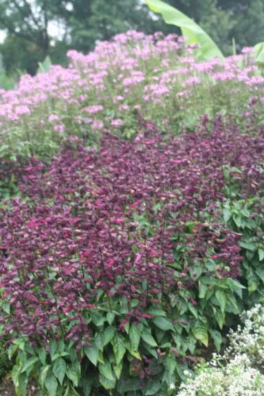 Salvia Ablazin Series