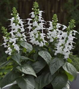 Salvia 'Summer Jewel White'