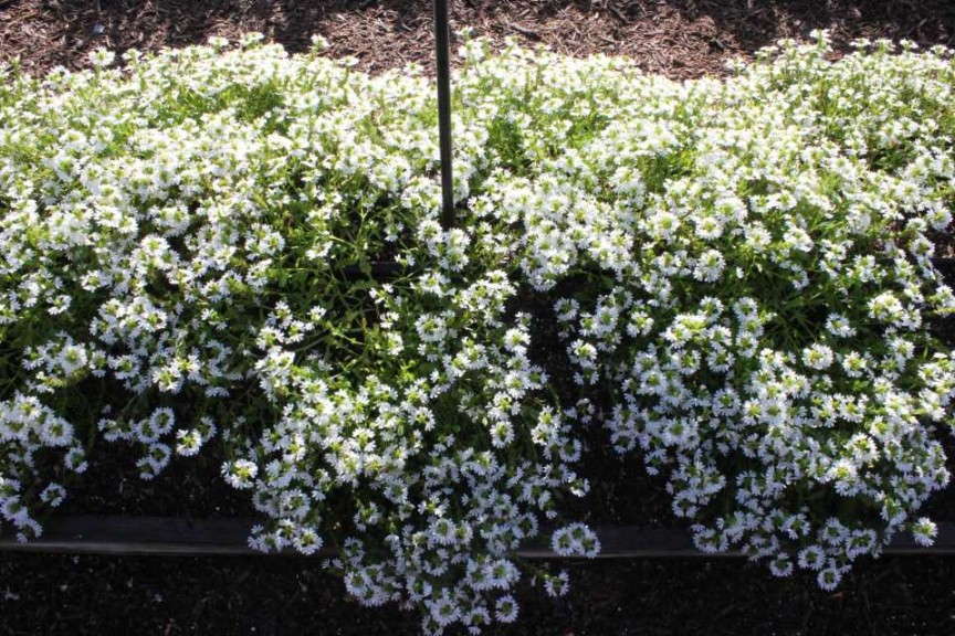 Scaevola 'Outback Fandancer'