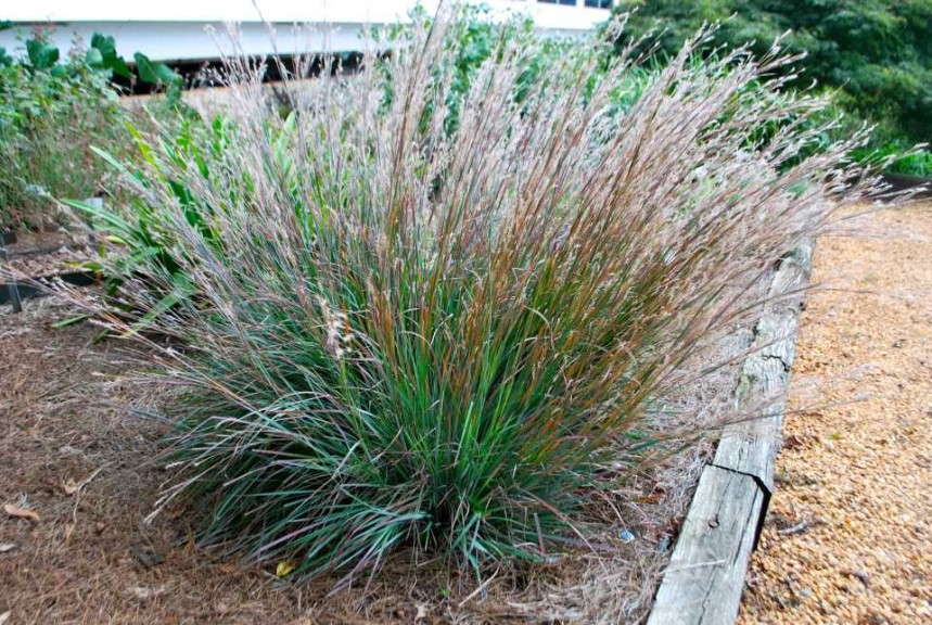 Popular Grass - Schizachyrium 'Standing Ovation'