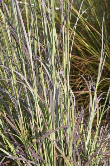 Schizachyrium Hit Parade Series (Mid-Atlantic Region)