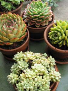 Assorted Echeverias In Patio Pots.