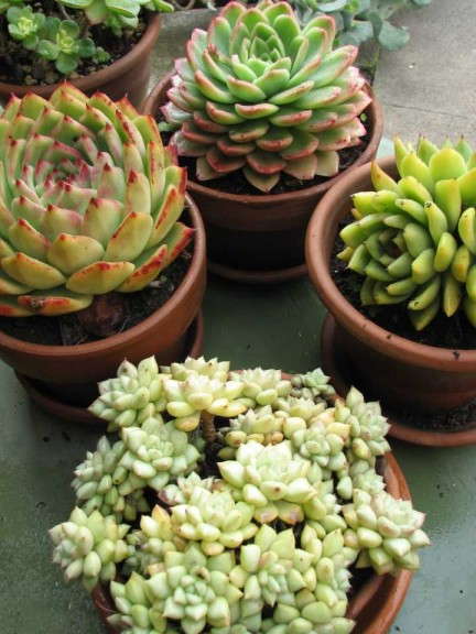 Assorted Echeverias In Patio Pots.