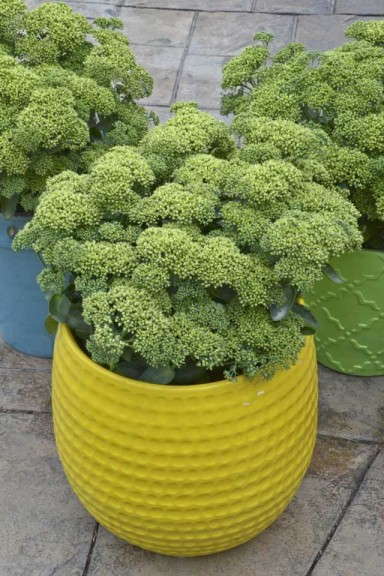Sedum 'Lemonjade' (Walter's Gardens)
