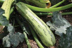 Squash 'Bossa Nova'