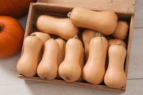 Squash 'Butterscotch'