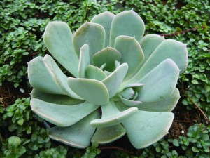 Echeveria 'Holy Gate' (D.S. Cole Growers)