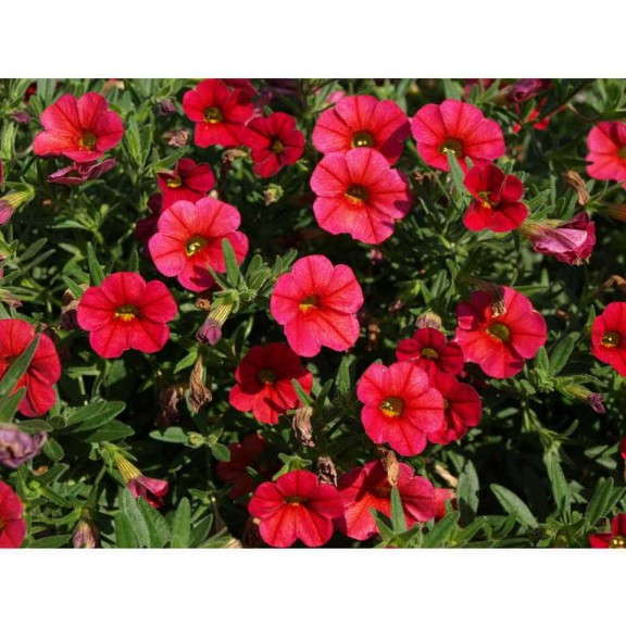 Calibrachoa 'Superbells Cherry Red Improved'