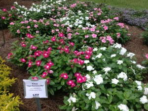 Vinca 'Titan Romance'