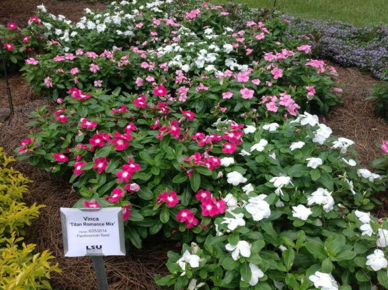 Vinca 'Titan Romance'