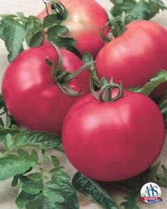 Tomato 'Chef's Choice Pink'