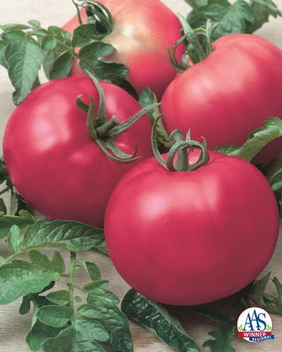 Tomato 'Chef's Choice Pink'
