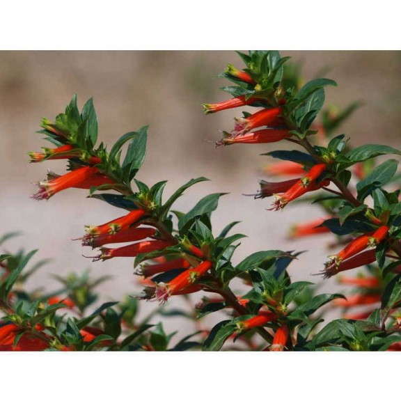 Cuphea 'Vermillionaire'